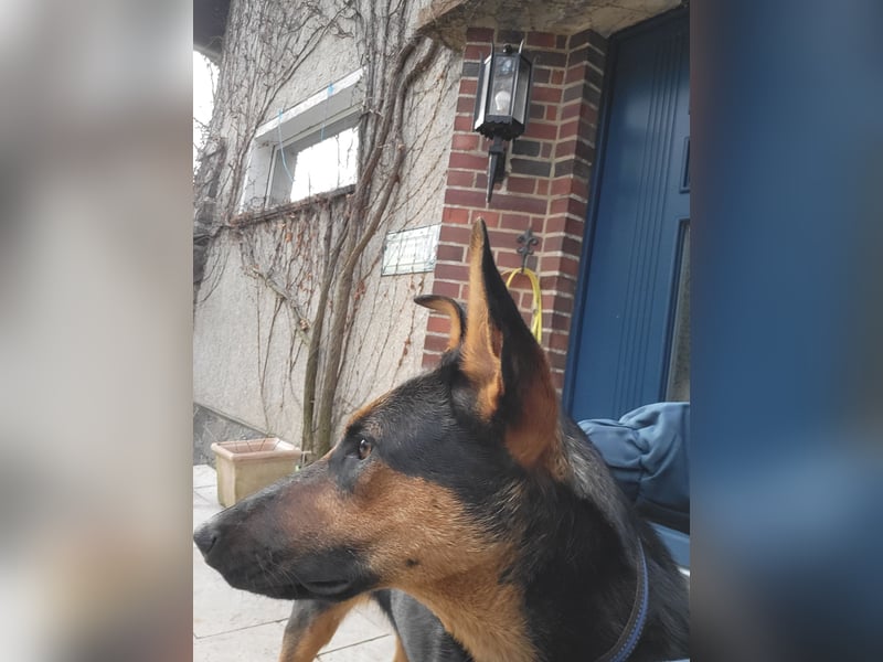 Anhängliche, liebe Schäfi-Mix-Hündin