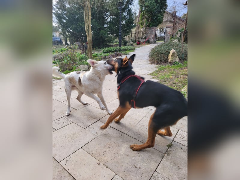 Anhängliche, liebe Schäfi-Mix-Hündin