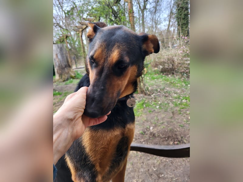 Anhängliche, liebe Schäfi-Mix-Hündin