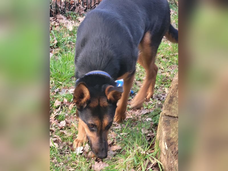 Anhängliche, liebe Schäfi-Mix-Hündin