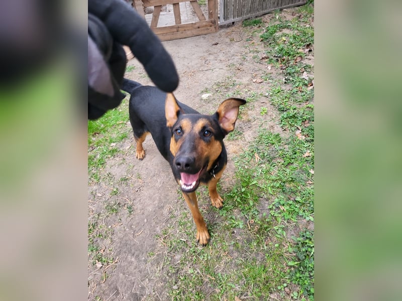 Anhängliche, liebe Schäfi-Mix-Hündin