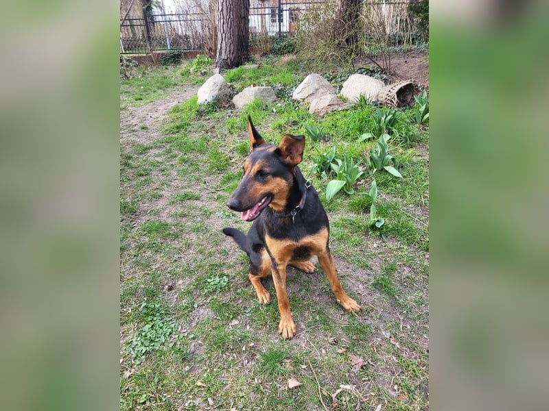 Anhängliche, liebe Schäfi-Mix-Hündin