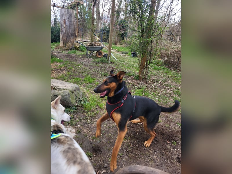 Anhängliche, liebe Schäfi-Mix-Hündin