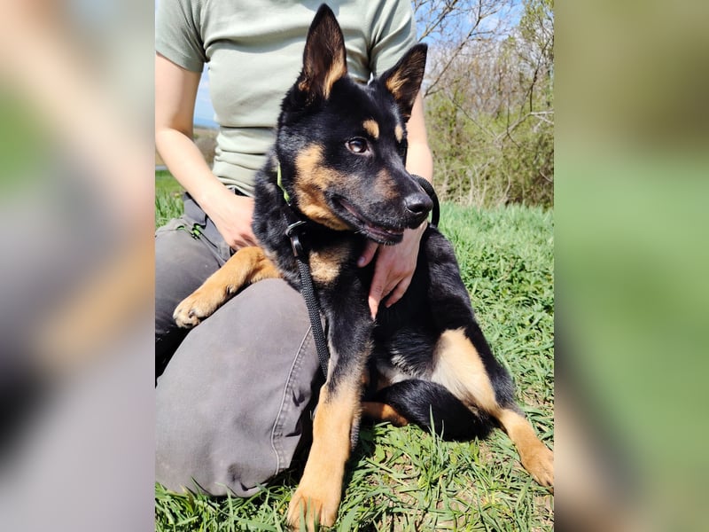 Bestens verträgliche kleine Schäfi Junghündin, 7Mon.,  mit besonderem Blick