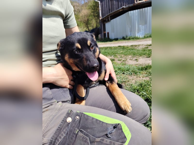 Bestens verträgliche kleine Schäfi Junghündin, 7Mon.,  mit besonderem Blick