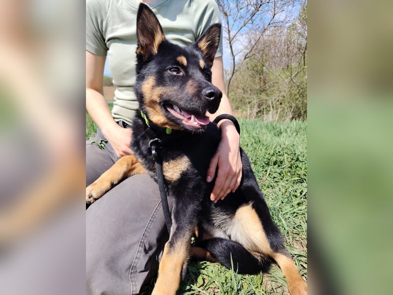 Bestens verträgliche kleine Schäfi Junghündin, 7Mon.,  mit besonderem Blick