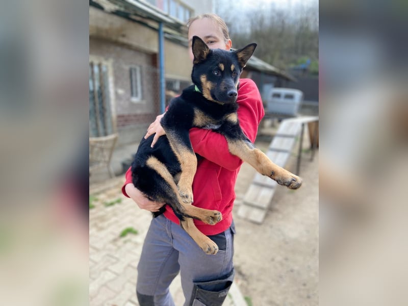 Bestens verträgliche kleine Schäfi Junghündin, 7Mon.,  mit besonderem Blick