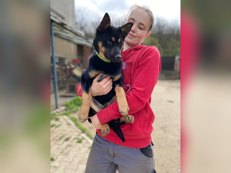 Bestens verträgliche kleine Schäfi Junghündin, 7Mon.,  mit besonderem Blick