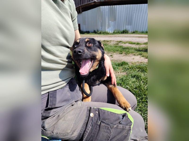 Bestens verträgliche kleine Schäfi Junghündin, 7Mon.,  mit besonderem Blick