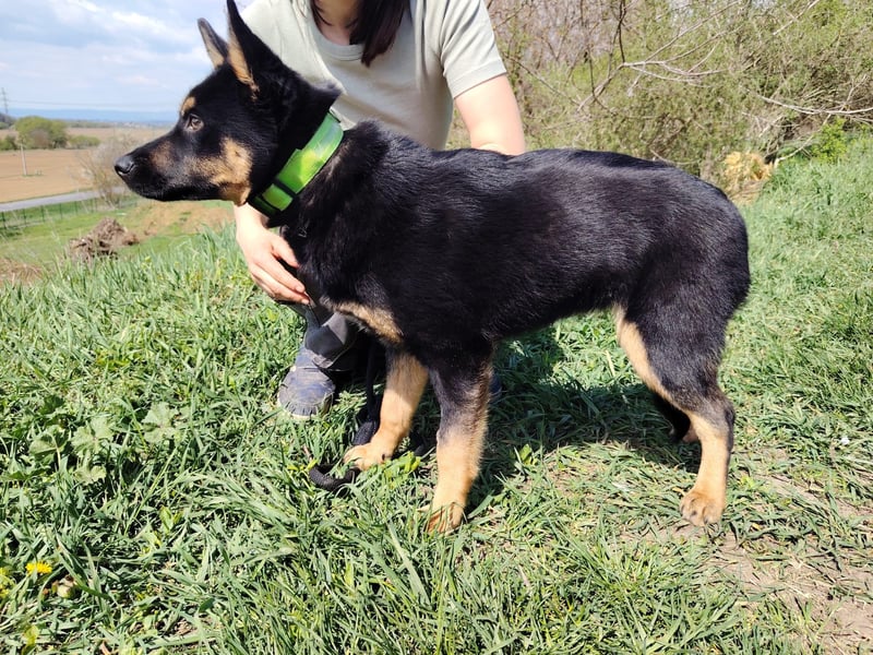 Bestens verträgliche kleine Schäfi Junghündin, 7Mon.,  mit besonderem Blick