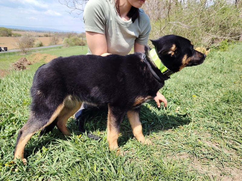 Bestens verträgliche kleine Schäfi Junghündin, 7Mon.,  mit besonderem Blick