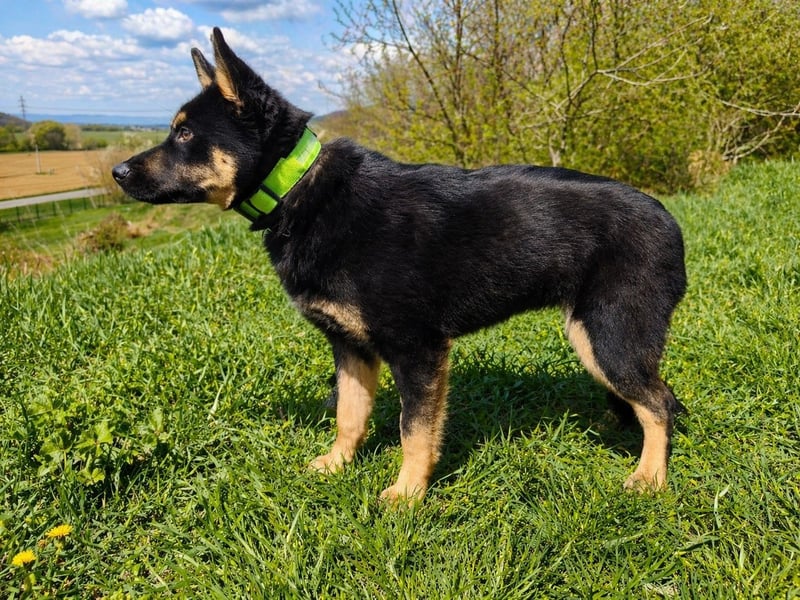 Bestens verträgliche kleine Schäfi Junghündin, 7Mon.,  mit besonderem Blick