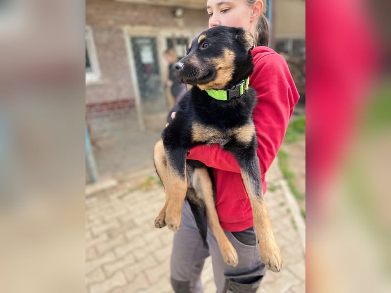 Bestens verträgliche kleine Schäfi Junghündin, 7Mon.,  mit besonderem Blick