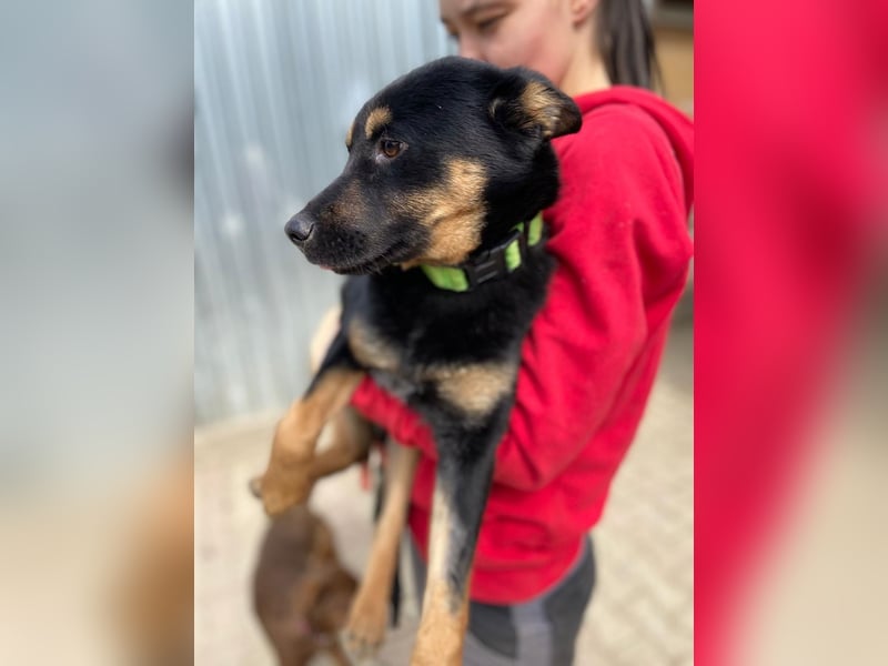 Bestens verträgliche kleine Schäfi Junghündin, 7Mon.,  mit besonderem Blick