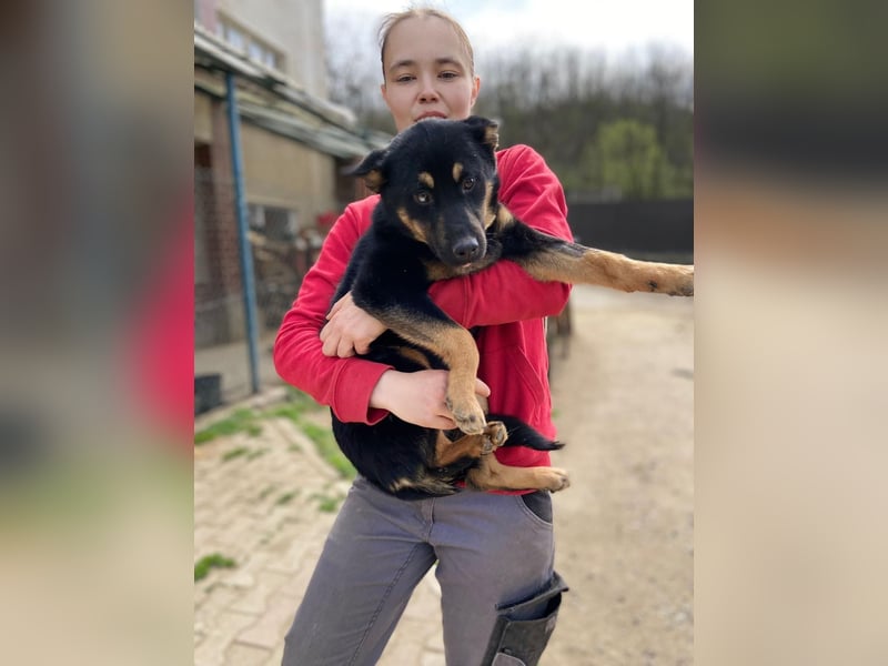 Bestens verträgliche kleine Schäfi Junghündin, 7Mon.,  mit besonderem Blick