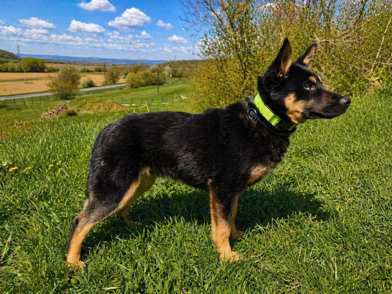 Bestens verträgliche kleine Schäfi Junghündin, 7Mon.,  mit besonderem Blick