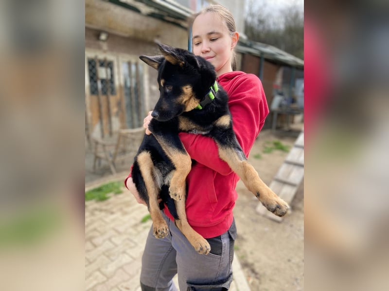 Bestens verträgliche kleine Schäfi Junghündin, 7Mon.,  mit besonderem Blick