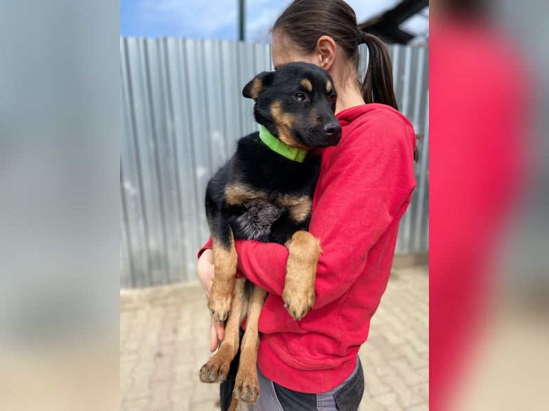 Bestens verträgliche kleine Schäfi Junghündin, 7Mon.,  mit besonderem Blick