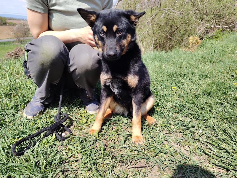 Bestens verträgliche kleine Schäfi Junghündin, 7Mon.,  mit besonderem Blick