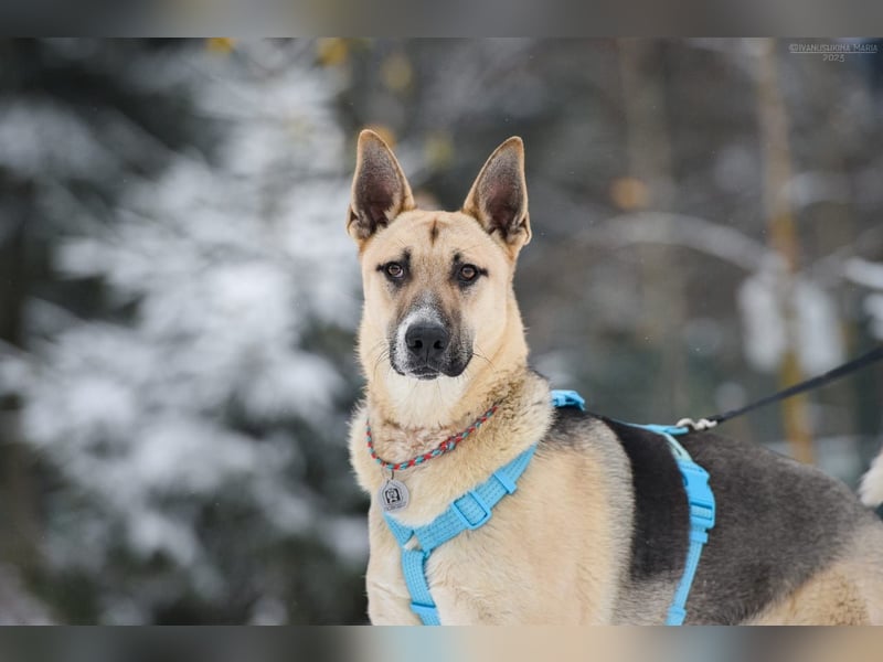 Kluger Cäser sucht liebevolles zuhause
