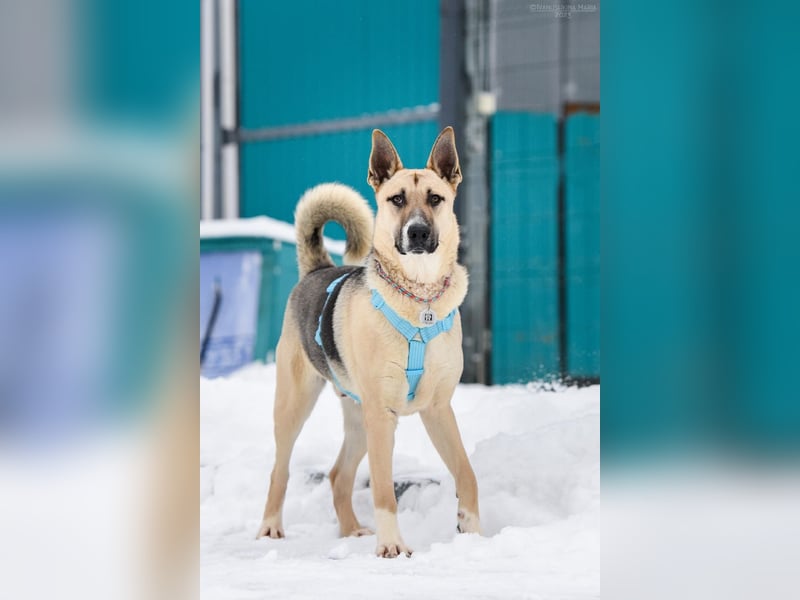 Kluger Cäser sucht liebevolles zuhause