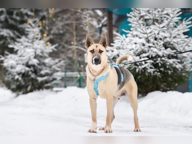 Kluger Cäser sucht liebevolles zuhause