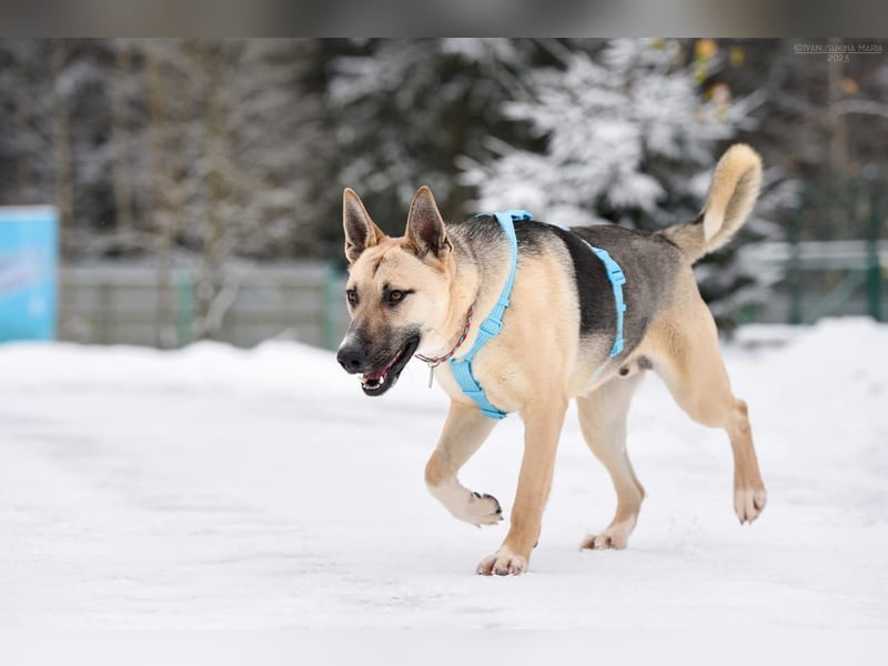 Kluger Cäser sucht liebevolles zuhause