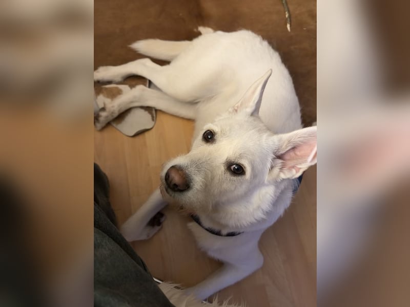 liebe junge Hündin Estella sucht ein neues Zuhause