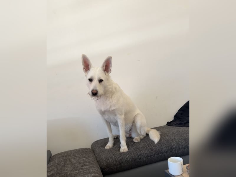 liebe junge Hündin Estella sucht ein neues Zuhause