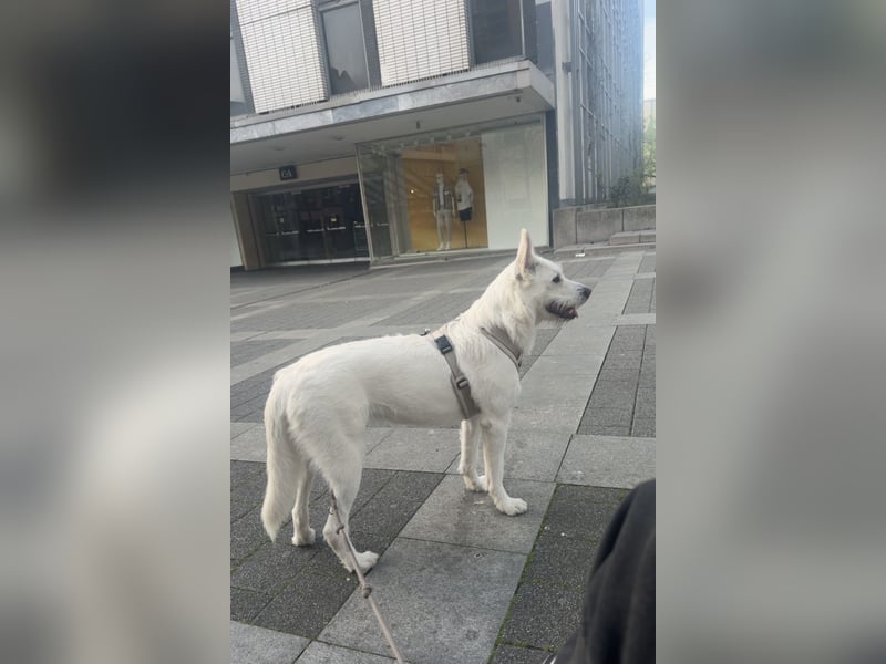 liebe junge Hündin Estella sucht ein neues Zuhause