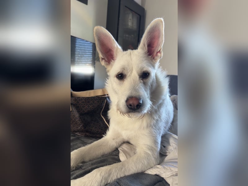 liebe junge Hündin Estella sucht ein neues Zuhause