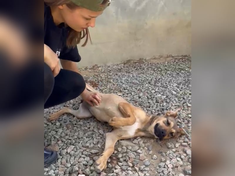 Lana: für immer im Tierheim?