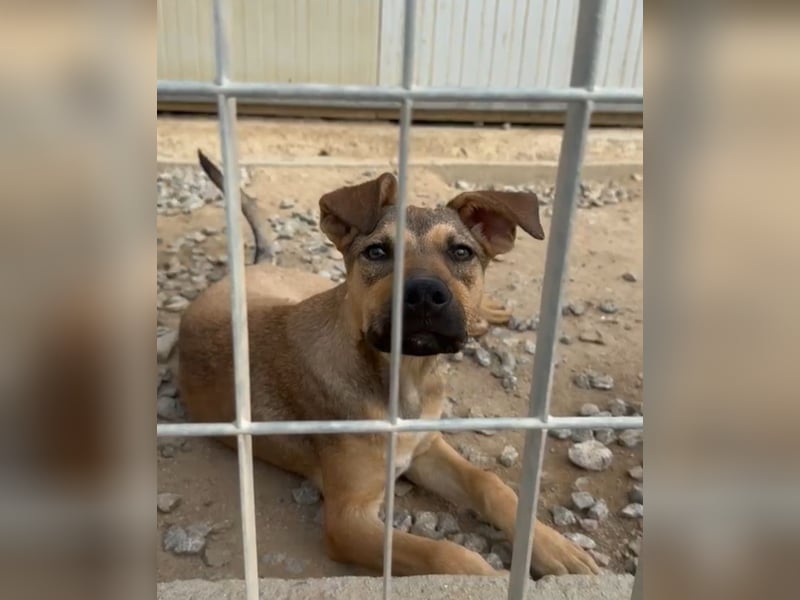 Lana: für immer im Tierheim?