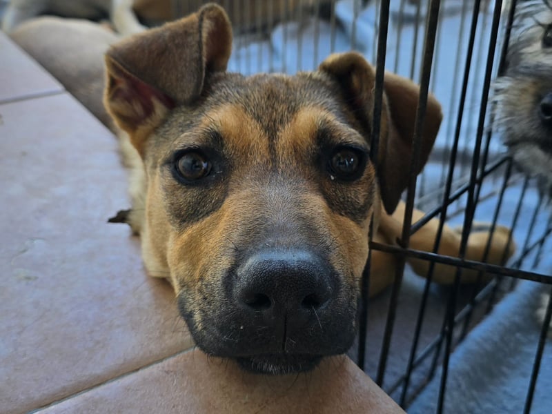 Lana: für immer im Tierheim?