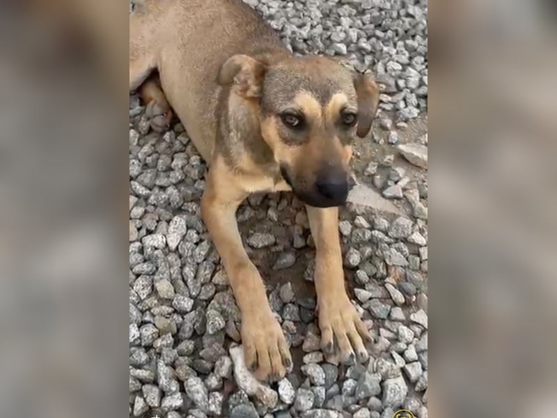Lana: für immer im Tierheim?