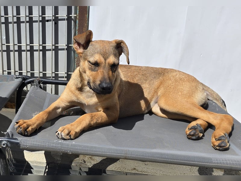 Lana: für immer im Tierheim?