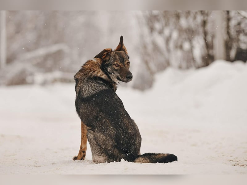 Besondere Leyla sucht ihre Menschen