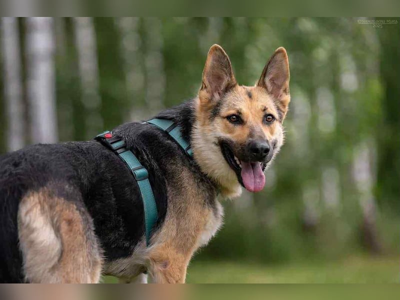 Zarte Mira sucht liebevolles Zuhause