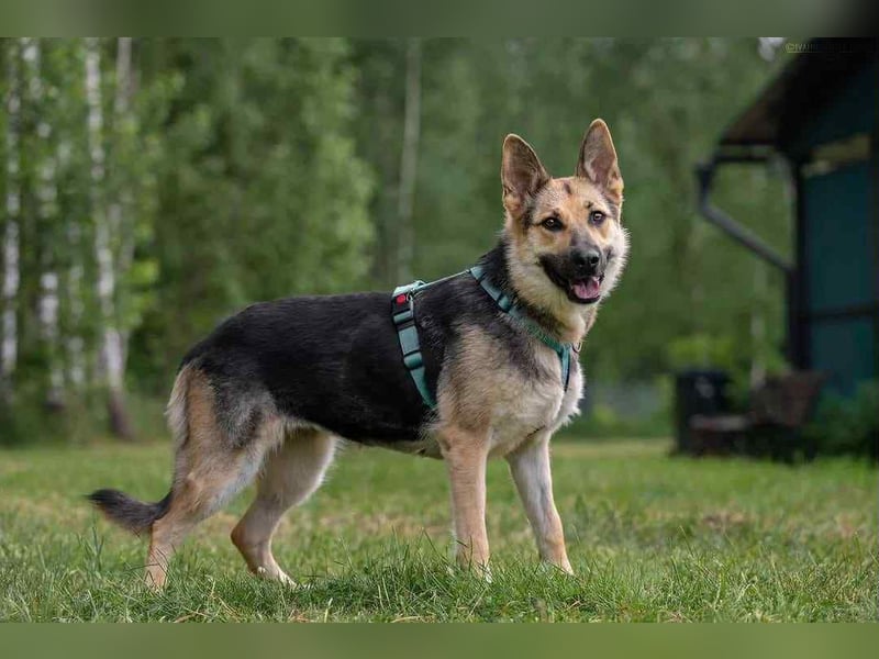 Zarte Mira sucht liebevolles Zuhause