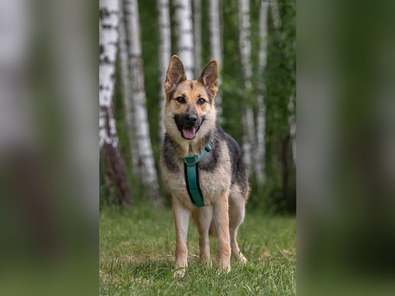 Zarte Mira sucht liebevolles Zuhause