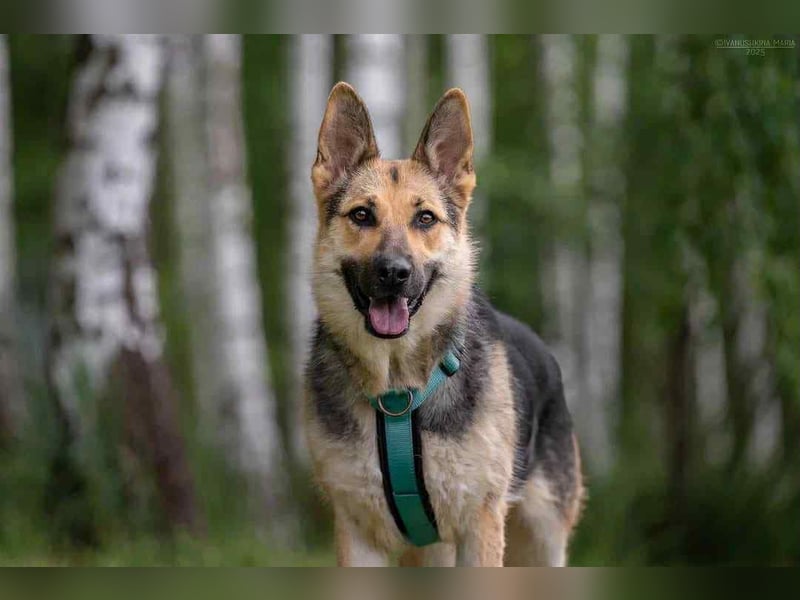 Zarte Mira sucht liebevolles Zuhause