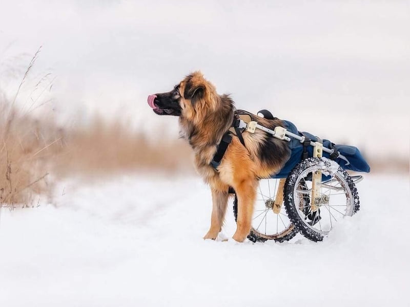 Besonderer Enger sucht sein perfektes Zuhause