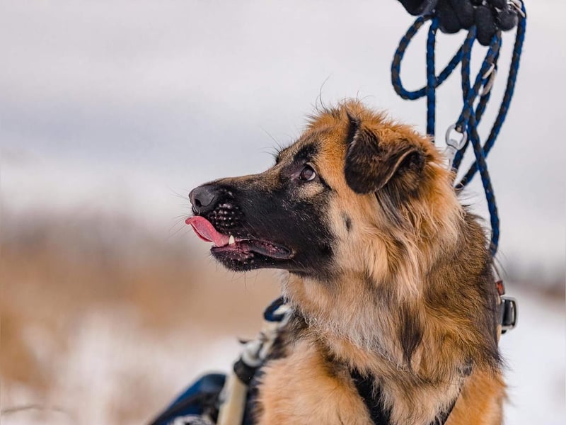Besonderer Enger sucht sein perfektes Zuhause