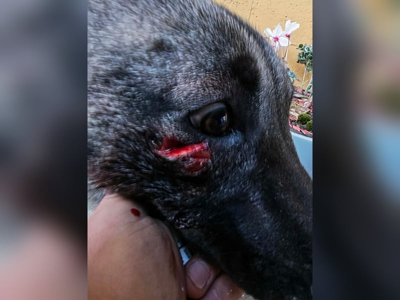 AMELIE - ich freue mich auf ein tolles Leben in meinem Für-Immer Zuhause