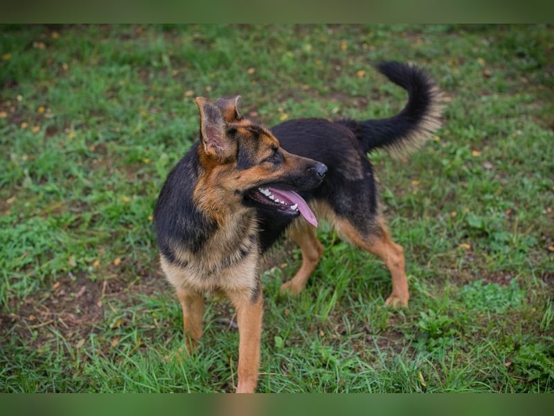 JÖRDI - die neugierige, muntere und aktive Hündin träumt von einem tollen Zuhause