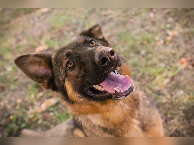 KESSY - die liebe, freundliche Hundedame sucht ein tolles Zuhause!