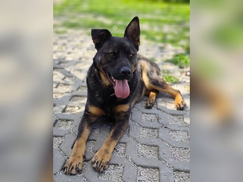 MONTY - der temperamentvolle und engagierte Rüde träumt von einer aktiven Familie!