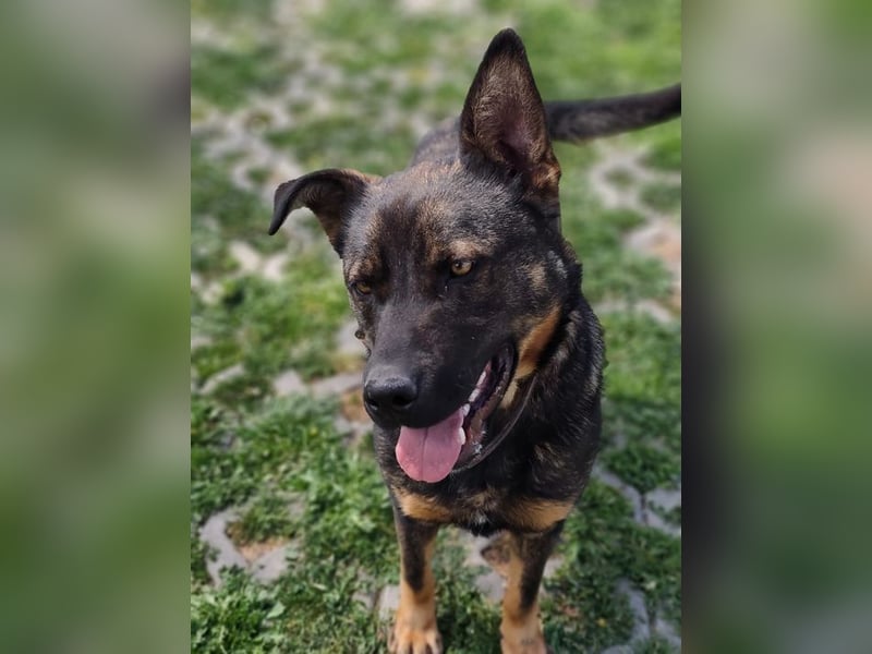 MONTY - der temperamentvolle und engagierte Rüde träumt von einer aktiven Familie!