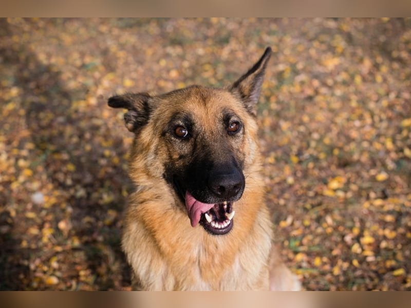 FENTE - die aktive Hündin freut sich auf tolle Abenteuer mit einer unternehmungslustigen Familie