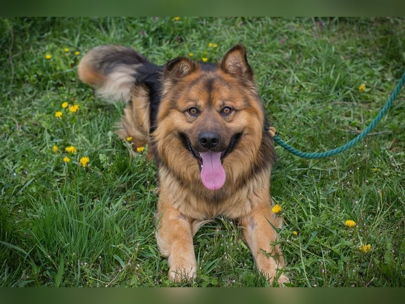 Chip-Nr. 256060 - der hübsche, soziale Rüde ist auf der Suche nach einer eigenen Familie